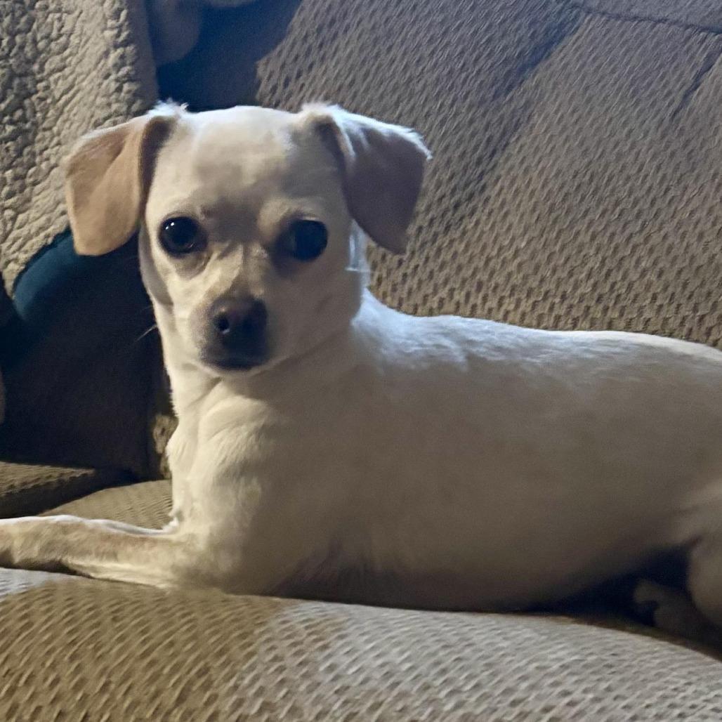 Tiffany, Adoptable, Adult Female Chihuahua & Dachshund.