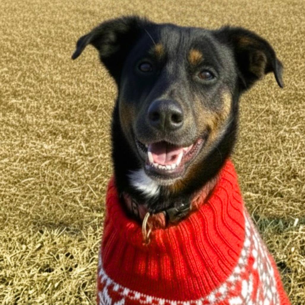 Butterfly, Adoptable, Young Female Mixed Breed.