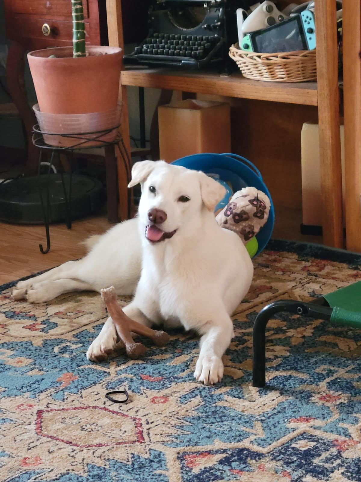 Piper, a Adoptable mixed breed in CLINTON, WA image 2/4