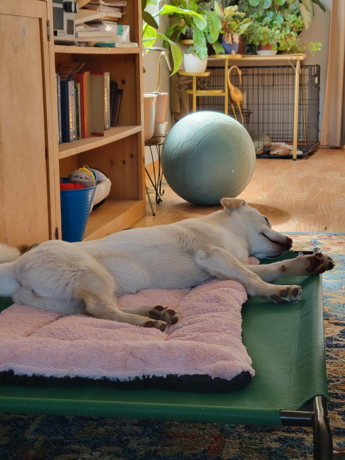 Piper, a Adoptable mixed breed in CLINTON, WA image 3/4