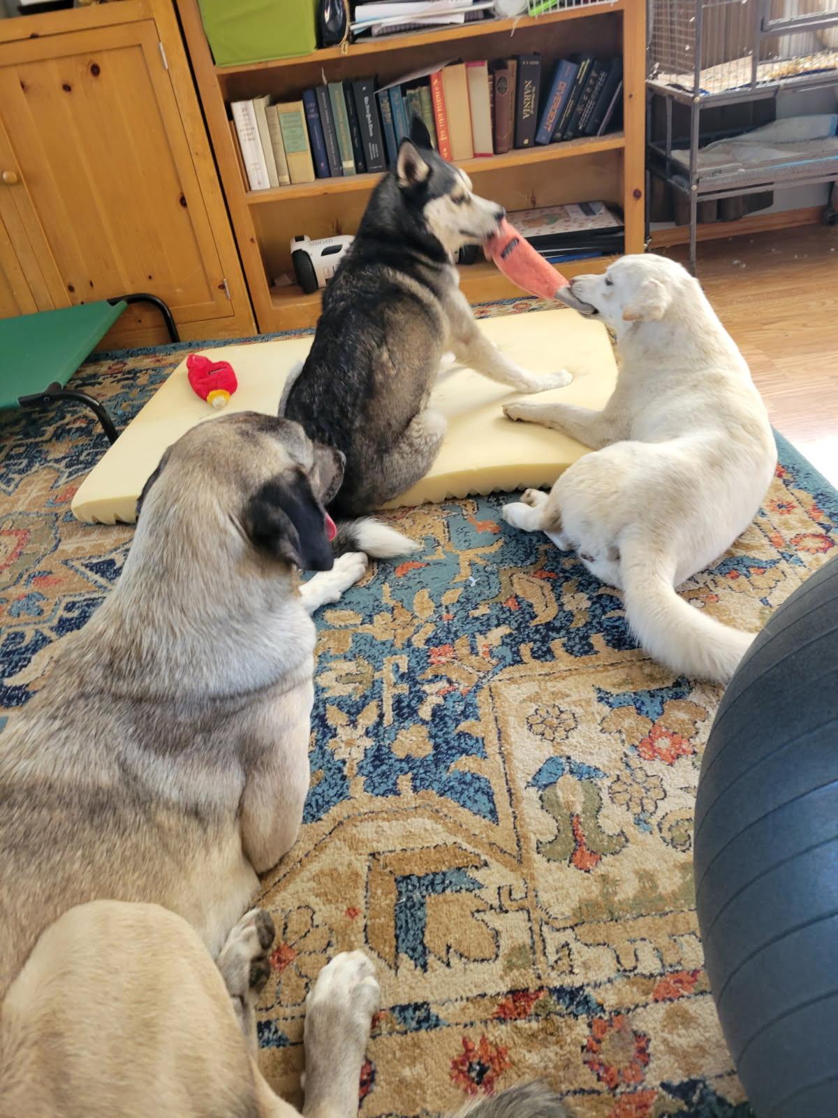 Piper, a Adoptable mixed breed in CLINTON, WA image 4/4