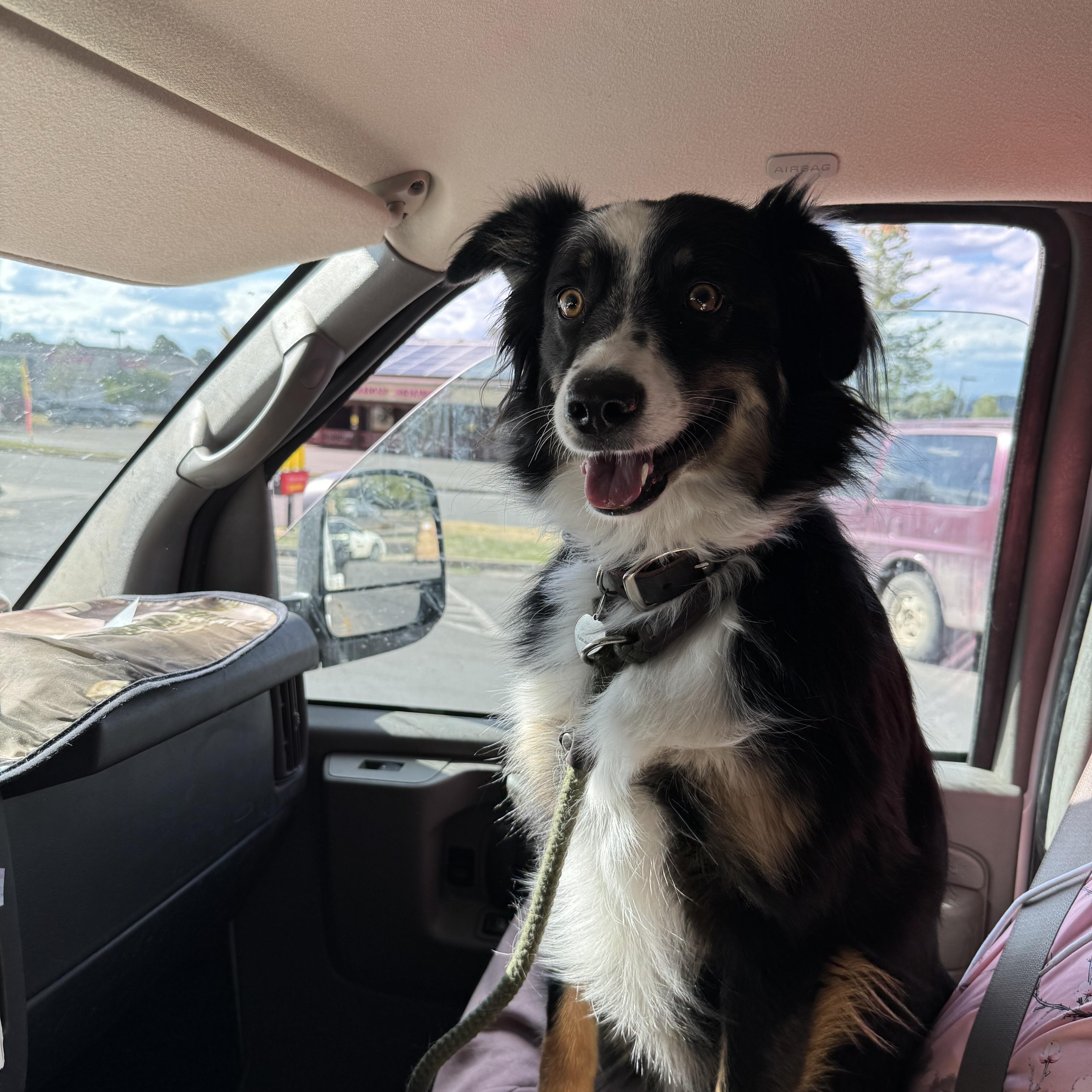 Enlarge Baily, a Adopted Australian Shepherd in Durango, CO image 2/2