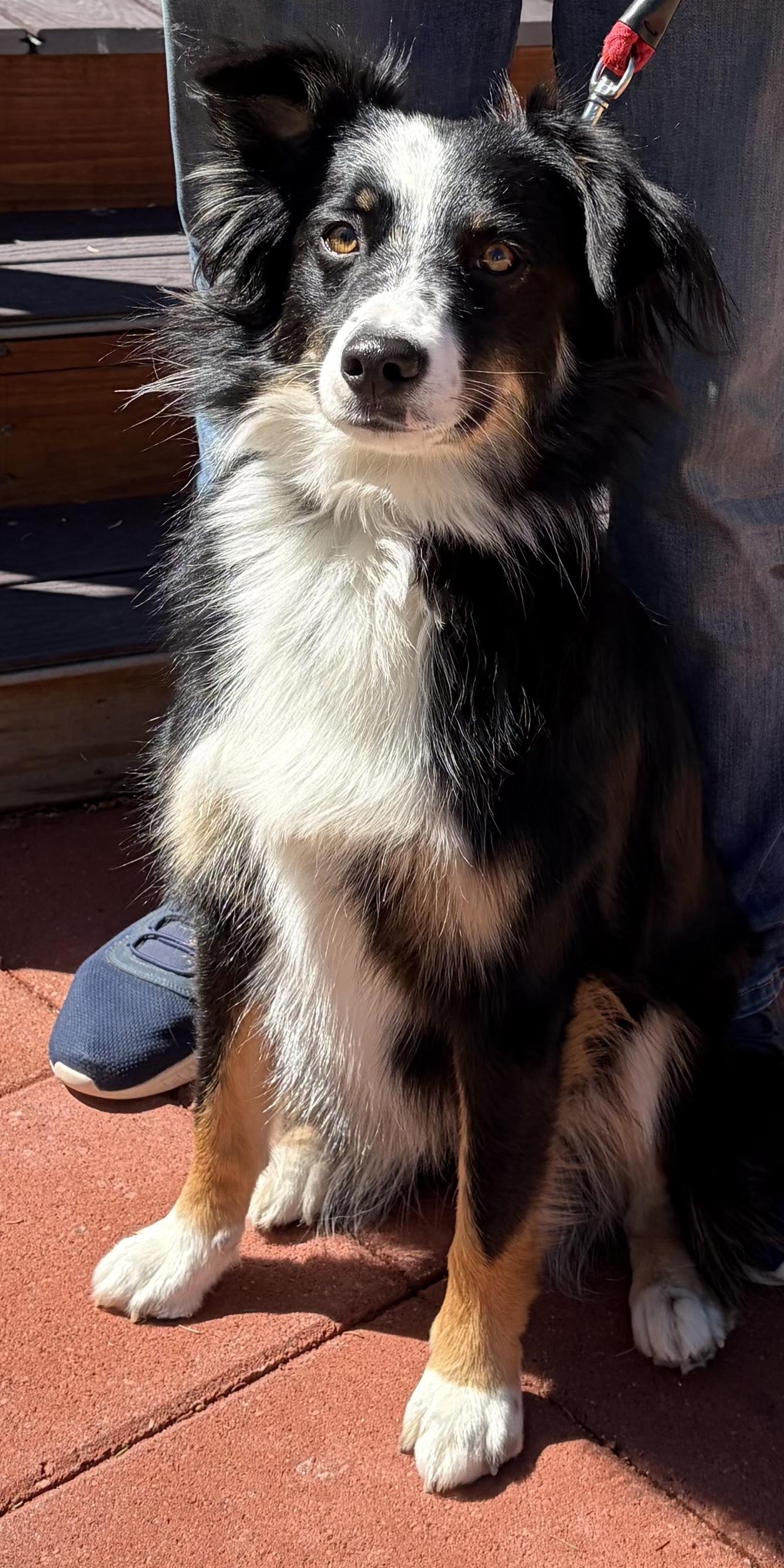 Baily, Adopted, Young Female Australian Shepherd.