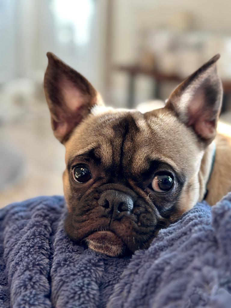 Bowie, a Adoptable mixed breed in Toronto, ON image 1/5