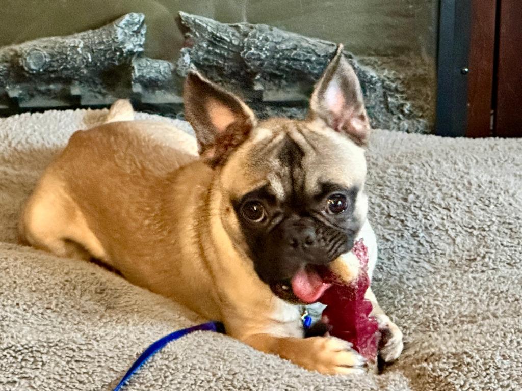 Bowie, a Adoptable mixed breed in Toronto, ON image 2/5