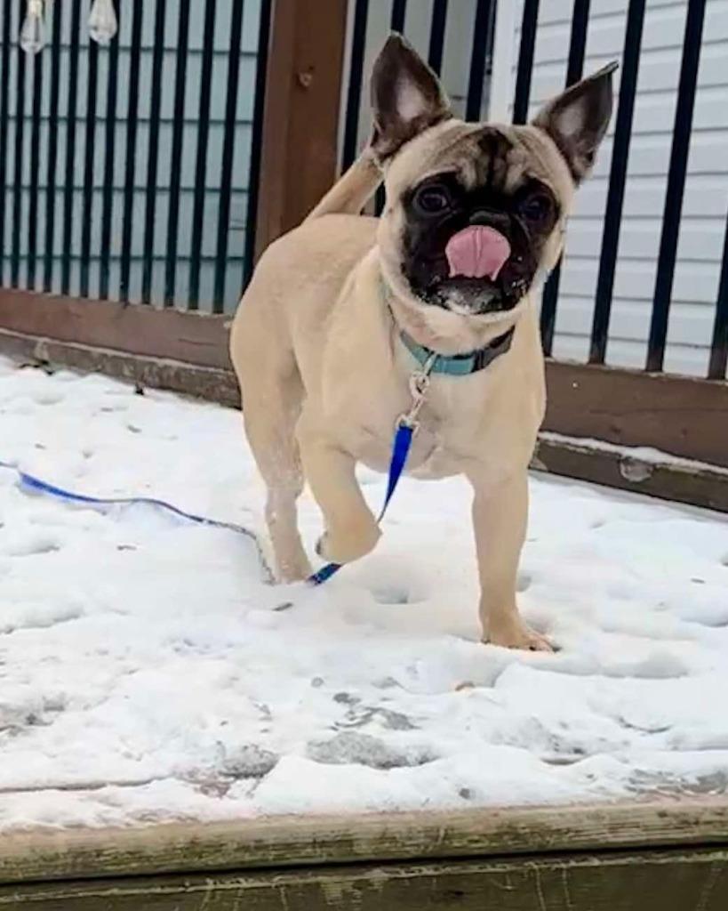 Bowie, Adoptable, Adult Male Pug & French Bulldog.
