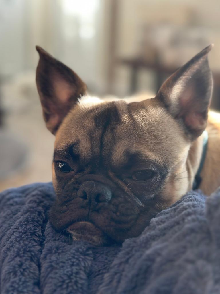 Bowie, a Adoptable mixed breed in Toronto, ON image 5/5