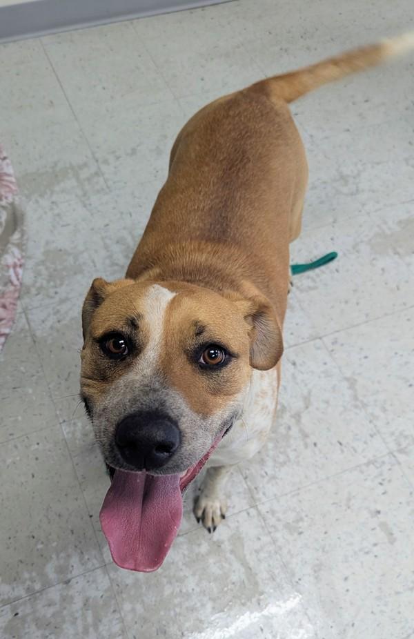 Enlarge *Nessie*, a Adoptable mixed breed in Salt Lake City, UT image 1/1