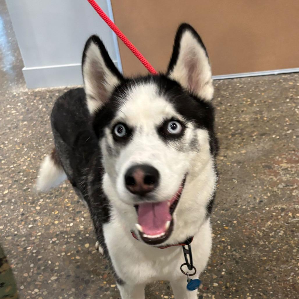 Diablo, Adoptable, Adult Male Husky.