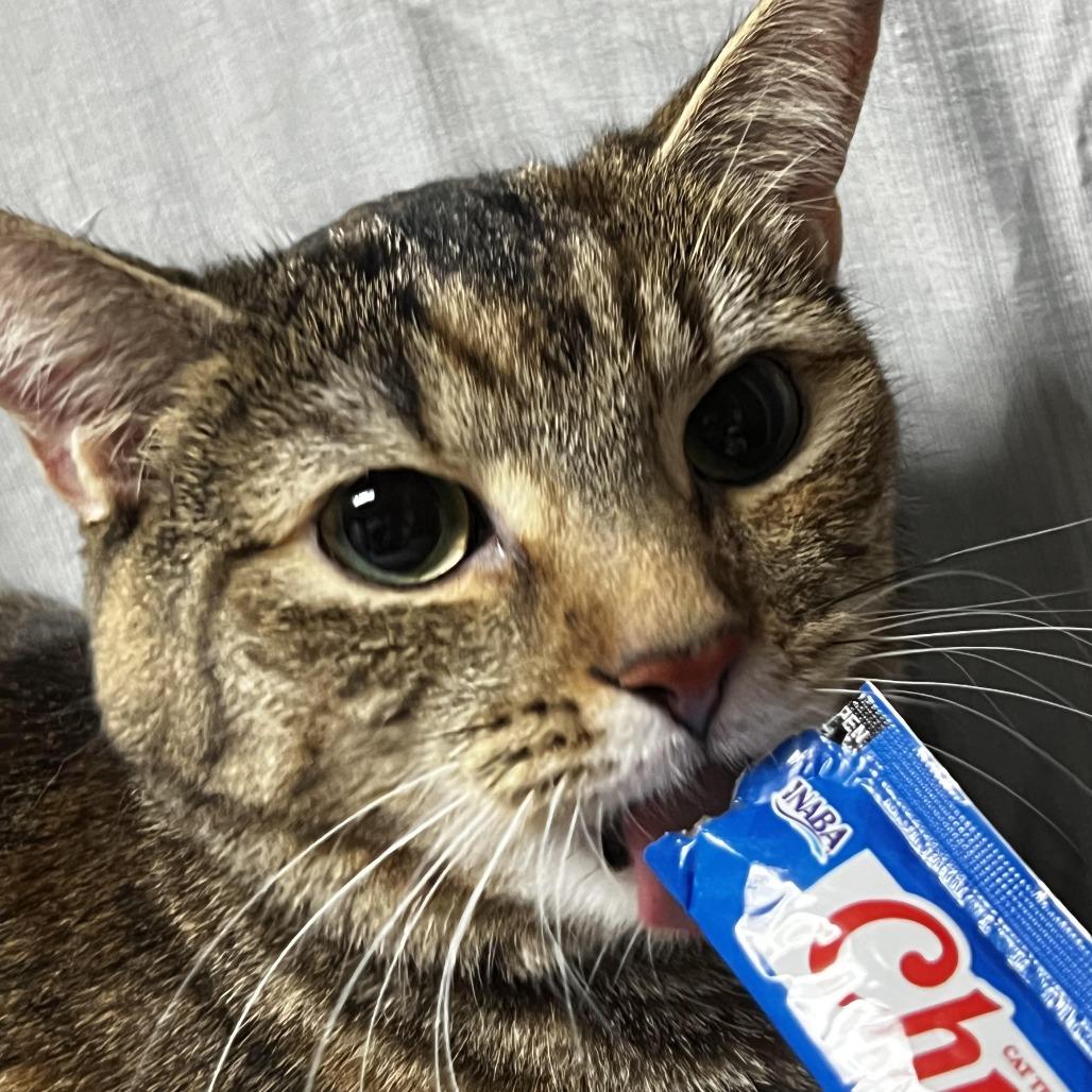 Enlarge Tiger Lilly, a Adoptable Domestic Short Hair in Raleigh, NC image 1/3