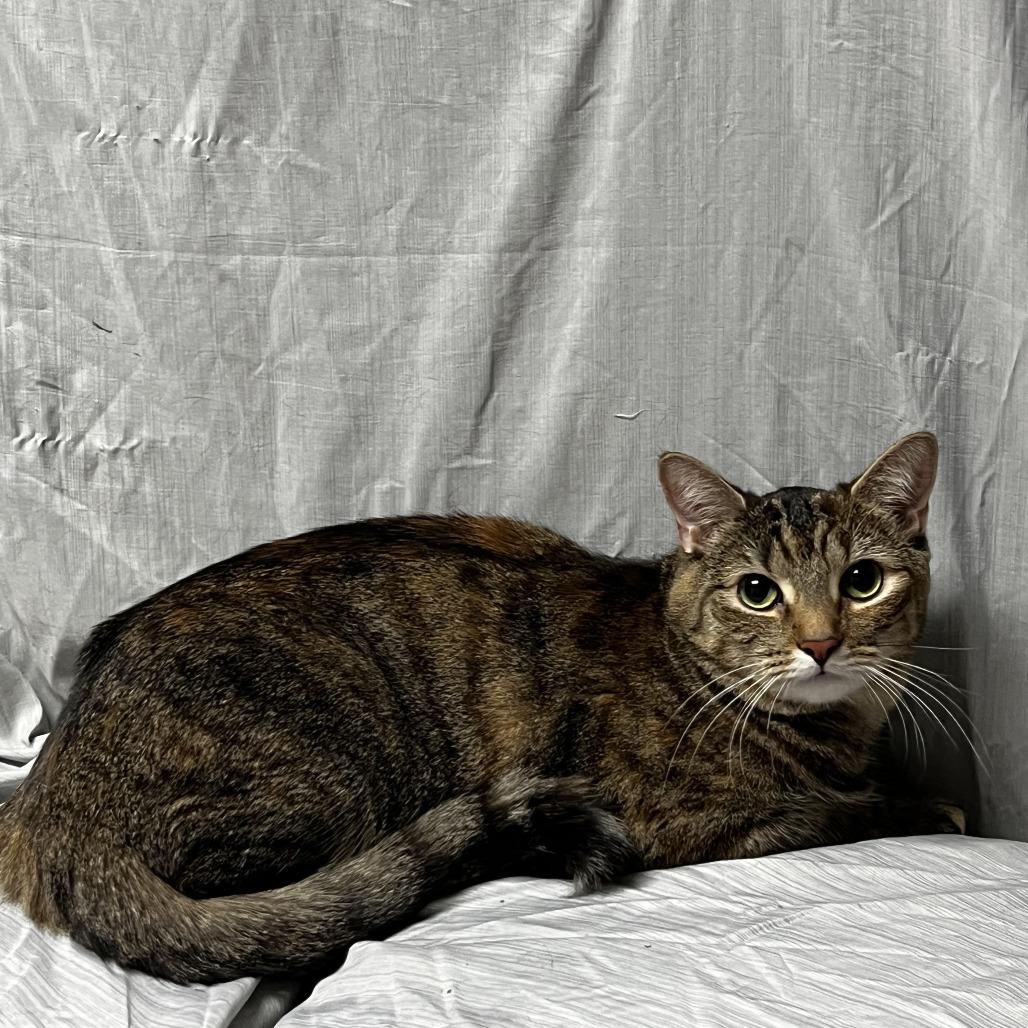 Enlarge Tiger Lilly, a Adoptable Domestic Short Hair in Raleigh, NC image 2/3