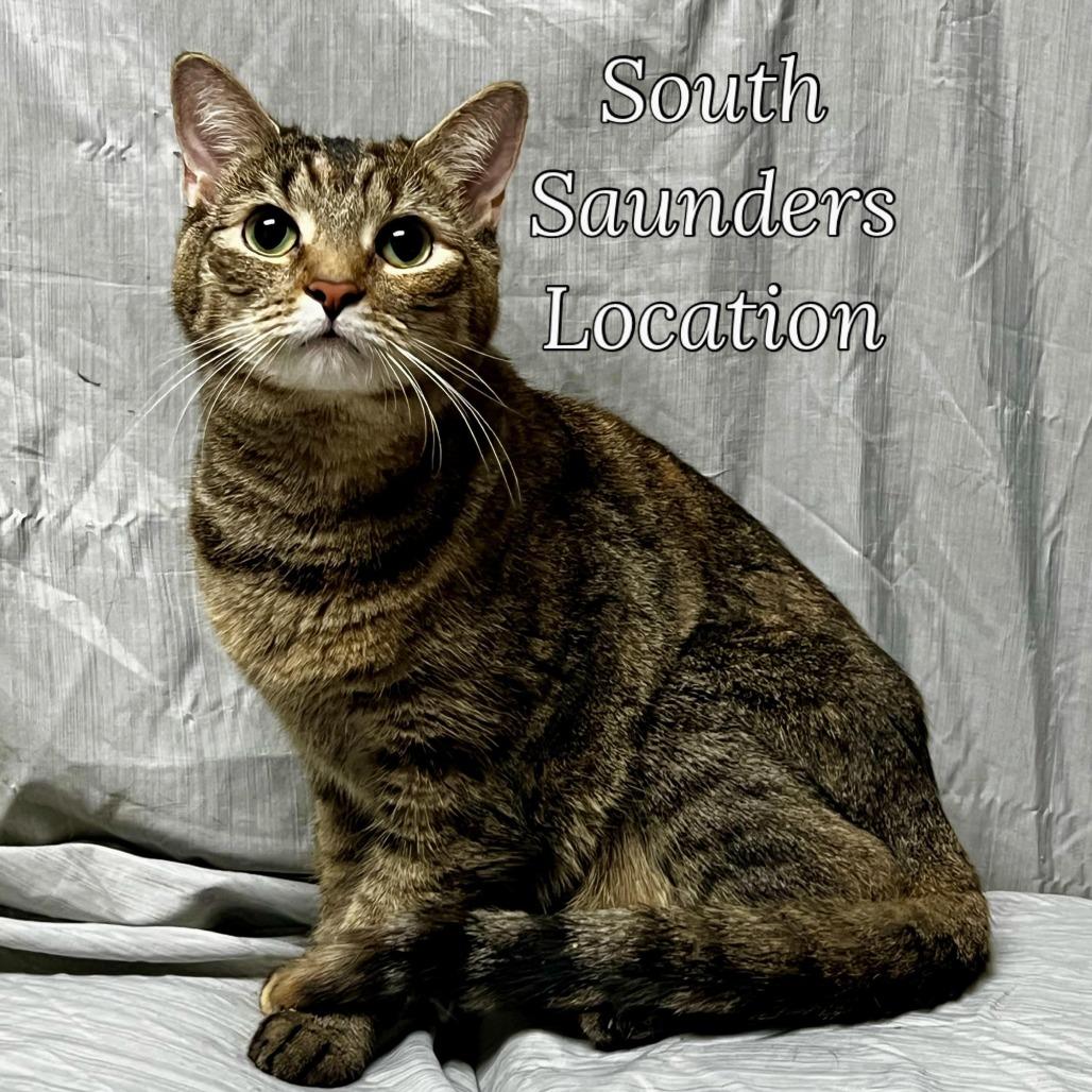 Enlarge Tiger Lilly, a Adoptable Domestic Short Hair in Raleigh, NC image 3/3