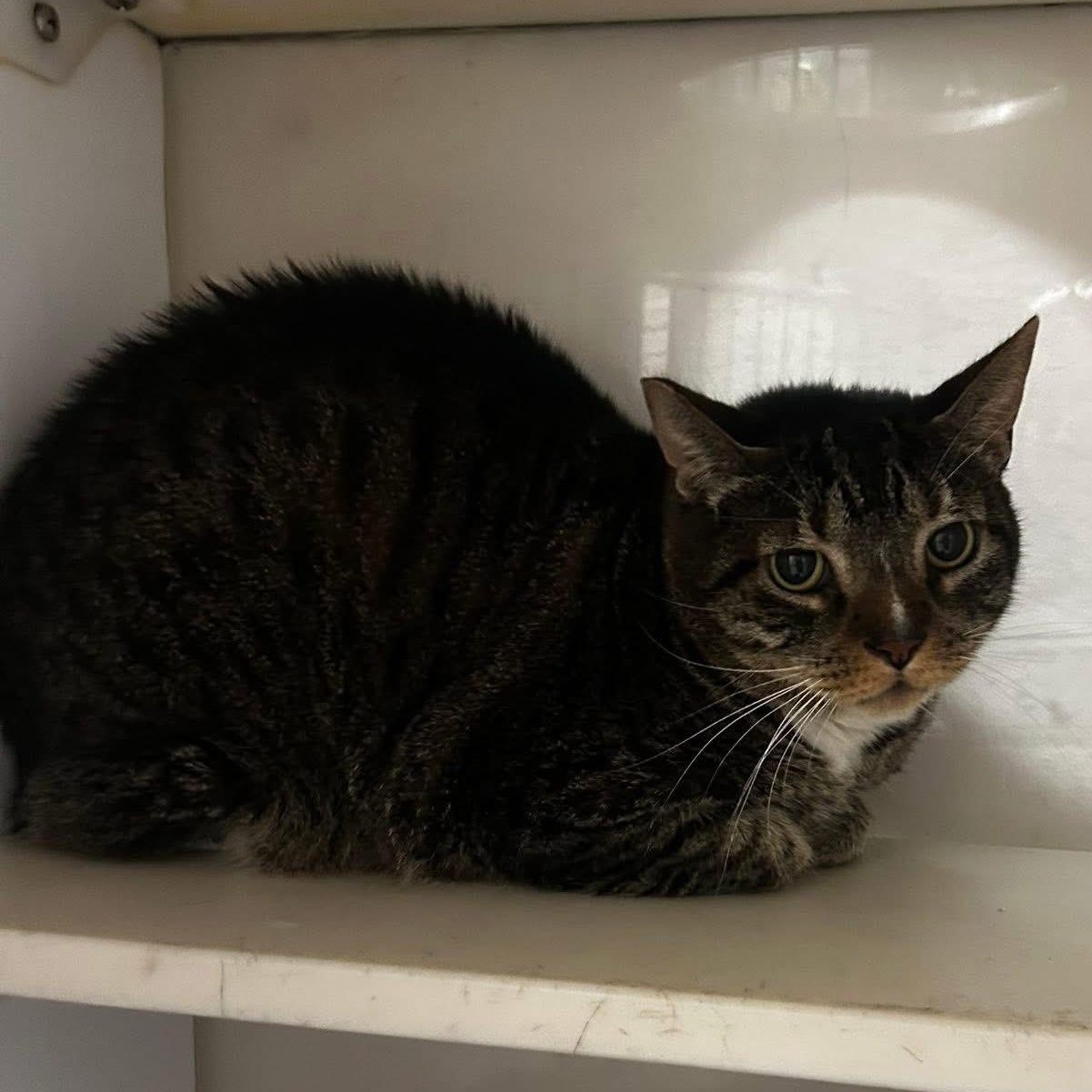 Blaise, Adopted, Senior Male Domestic Short Hair.