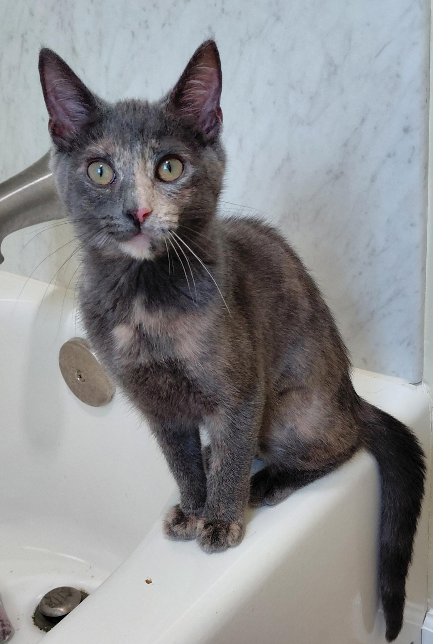 Enlarge Tandy, a Adopted Domestic Short Hair in Landenberg, PA image 2/3