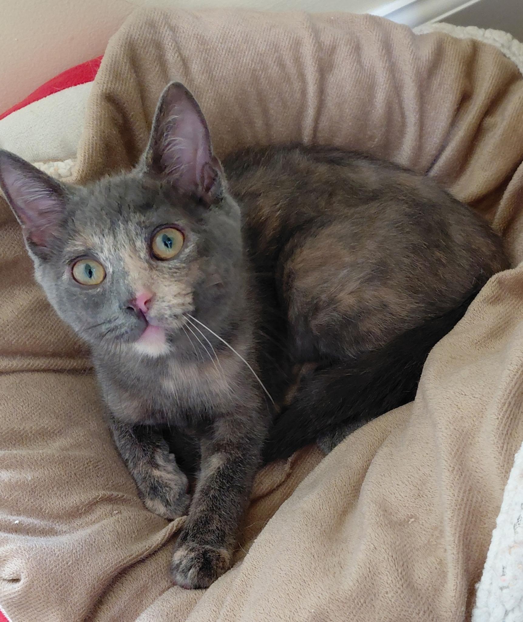 Enlarge Tandy, a Adopted Domestic Short Hair in Landenberg, PA image 1/3
