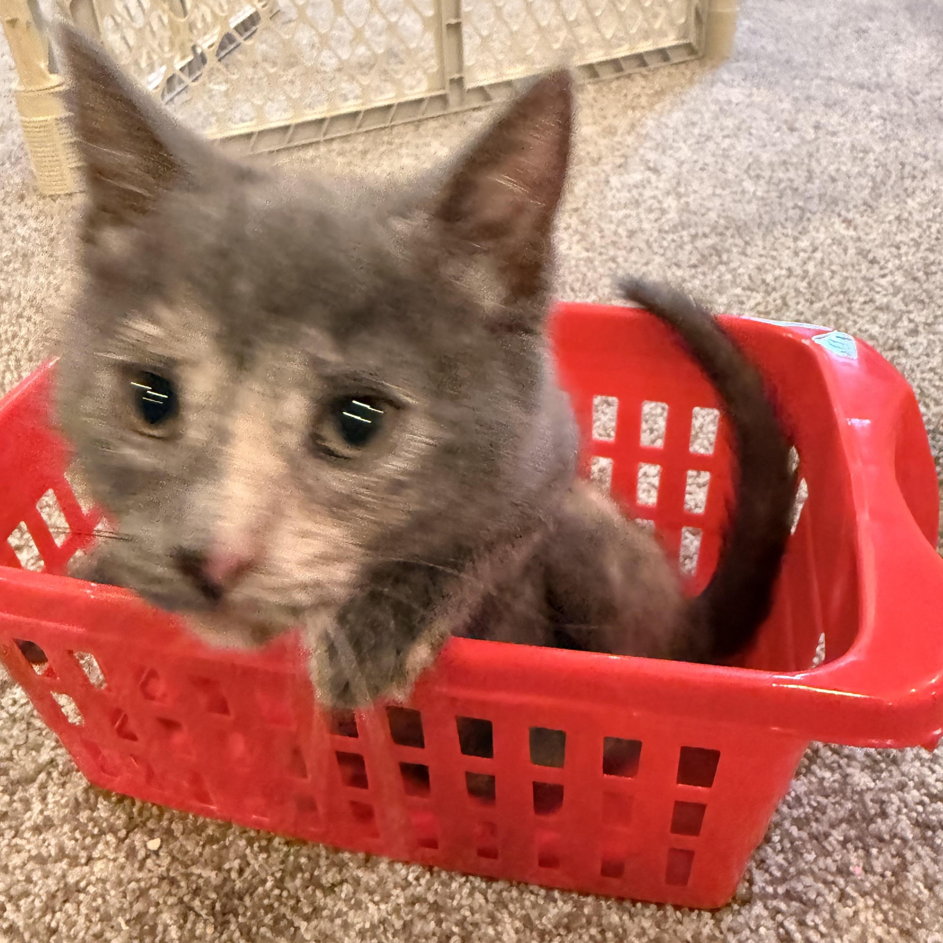 Enlarge Tandy, a Adopted Domestic Short Hair in Landenberg, PA image 3/3