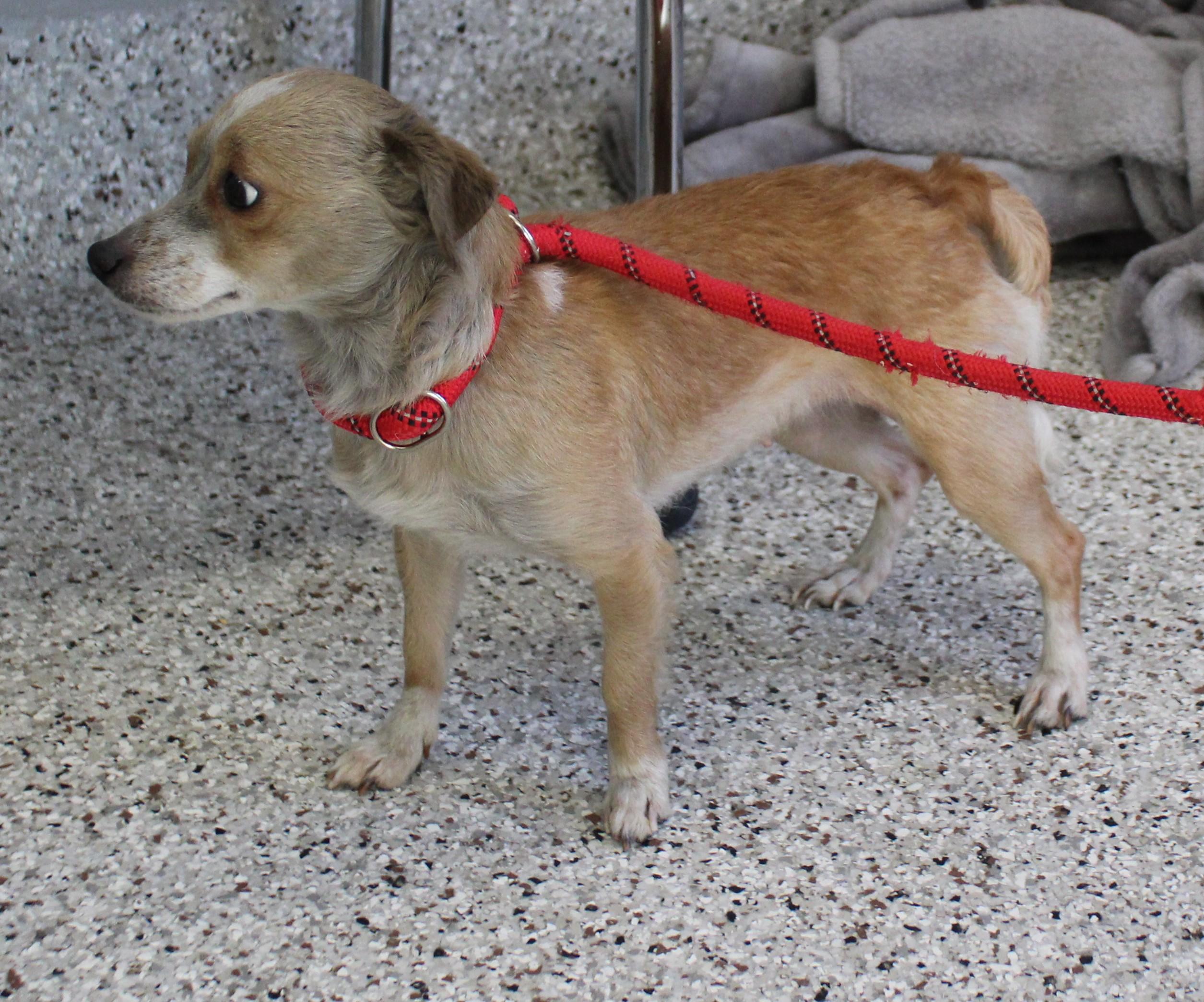 Jan (11406), adopted, Adult Female Terrier.