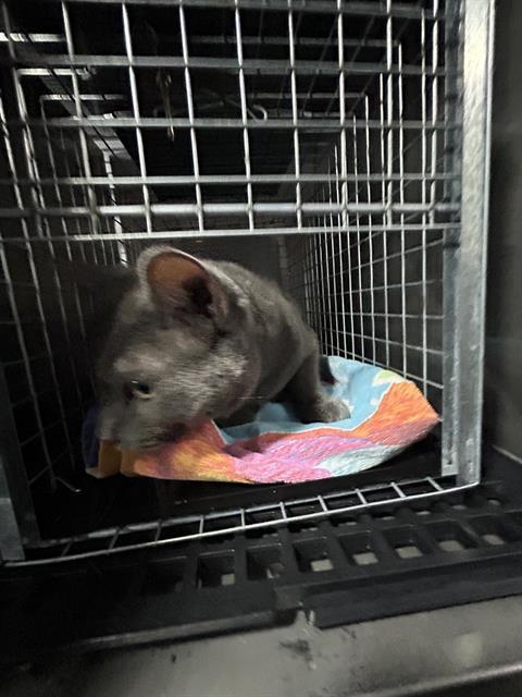 VIGGY, Adoptable, Adult Male Domestic Short Hair.