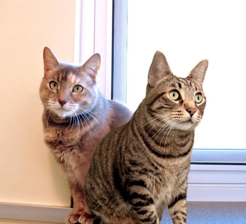 Bella Luna & Neron, Adoptable, Adult Female Domestic Short Hair.