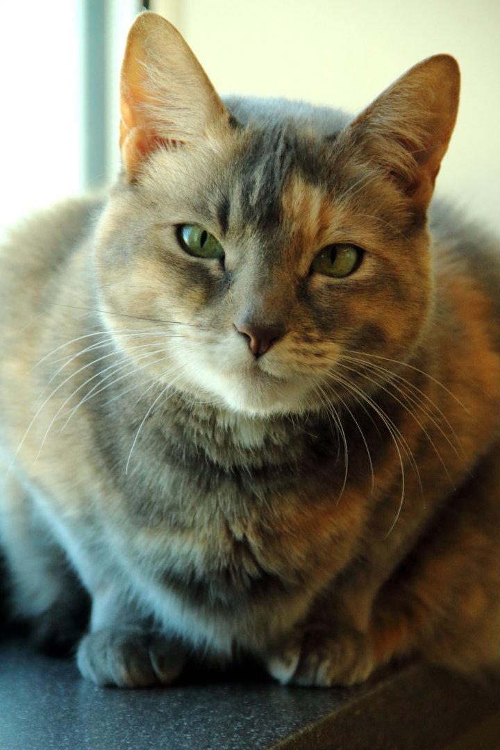 Bella Luna & Neron, Adoptable, Adult Female Domestic Short Hair.