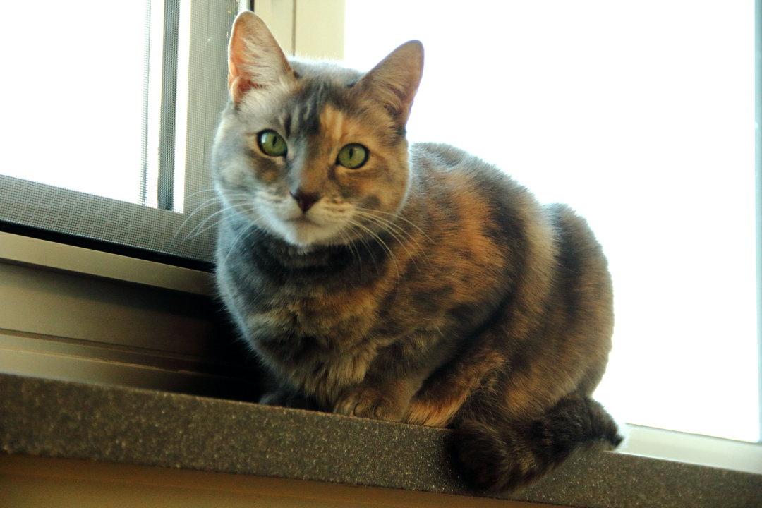 Enlarge Bella Luna & Neron, a Adoptable Domestic Short Hair in Burlingame, CA image 2/3
