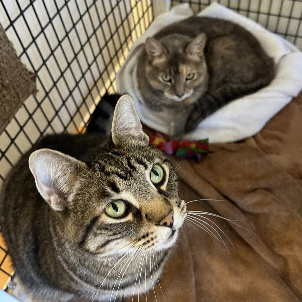 Enlarge Bella Luna & Neron, a Adoptable Domestic Short Hair in Burlingame, CA image 3/3
