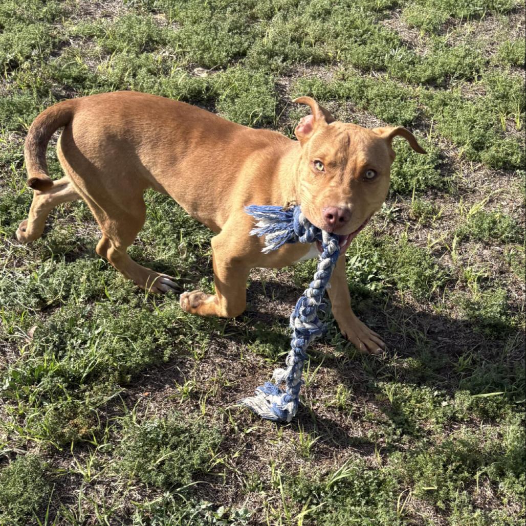 Hot Dog, Adoptable, Young Male English Bulldog & Mixed Breed.