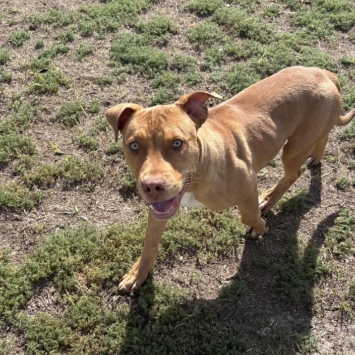 Enlarge Hot Dog, a Adoptable mixed breed in Valdosta , GA image 2/5