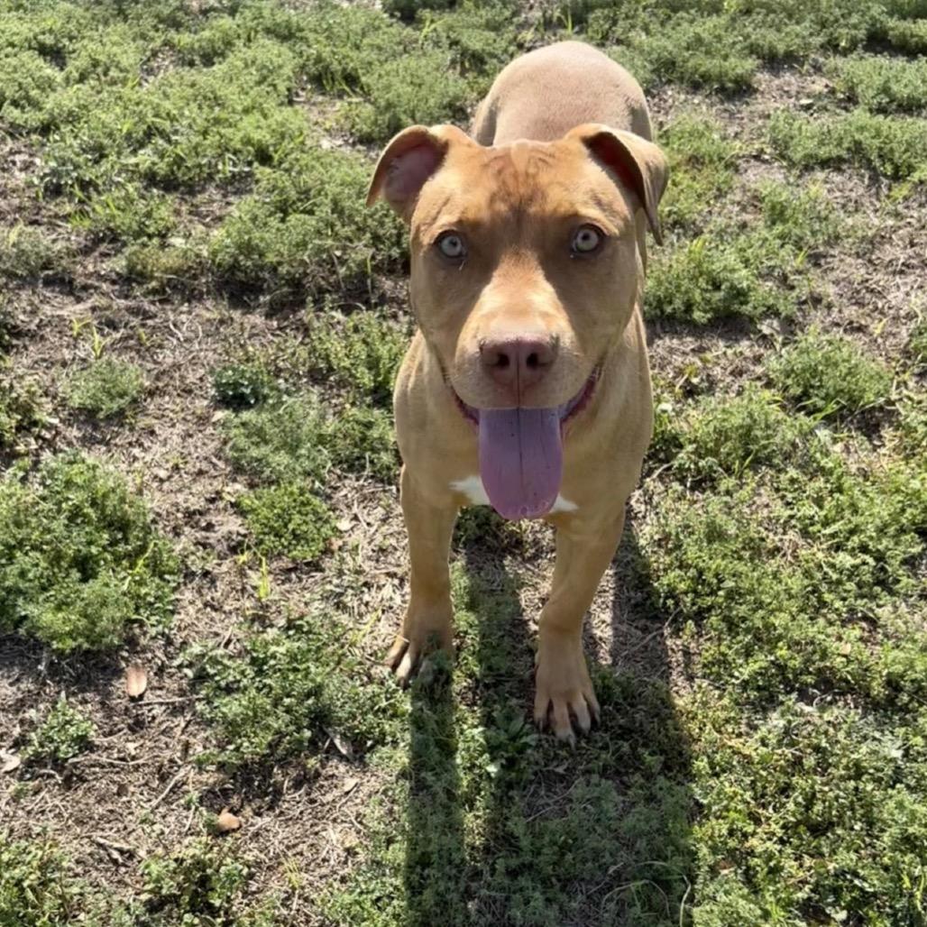 Enlarge Hot Dog, a Adoptable mixed breed in Valdosta , GA image 3/5