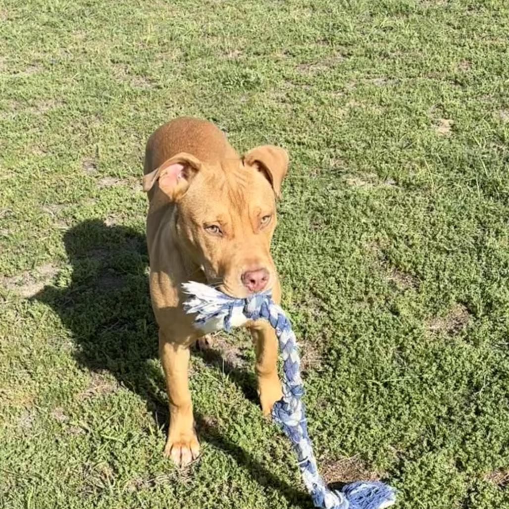 Enlarge Hot Dog, a Adoptable mixed breed in Valdosta , GA image 4/5