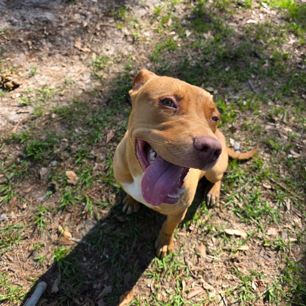 Enlarge Hot Dog, a Adoptable mixed breed in Valdosta , GA image 5/5