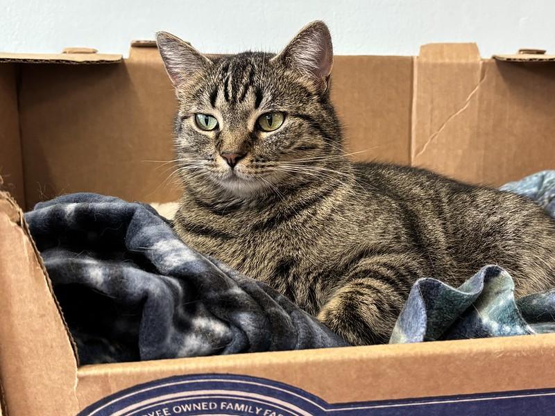 Enlarge Spaghetti, an adoptable Domestic Short Hair in Chicago, IL image 3/5