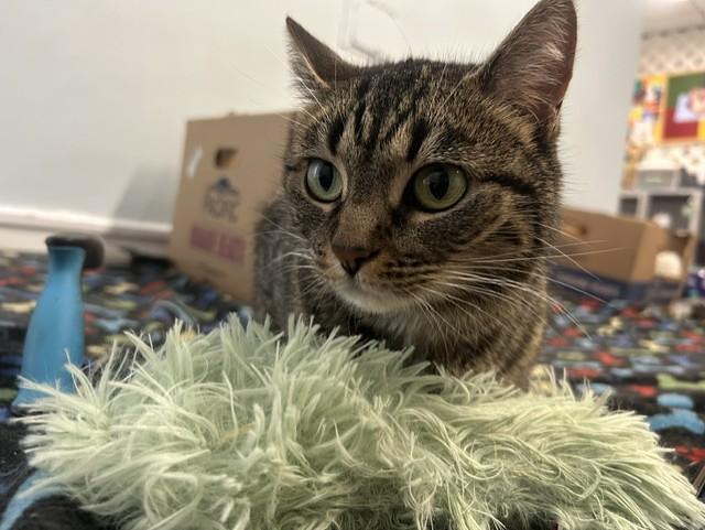 Enlarge Spaghetti, an adoptable Domestic Short Hair in Chicago, IL image 4/5