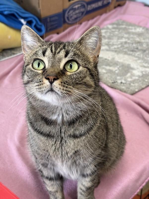 Enlarge Spaghetti, an adoptable Domestic Short Hair in Chicago, IL image 2/5