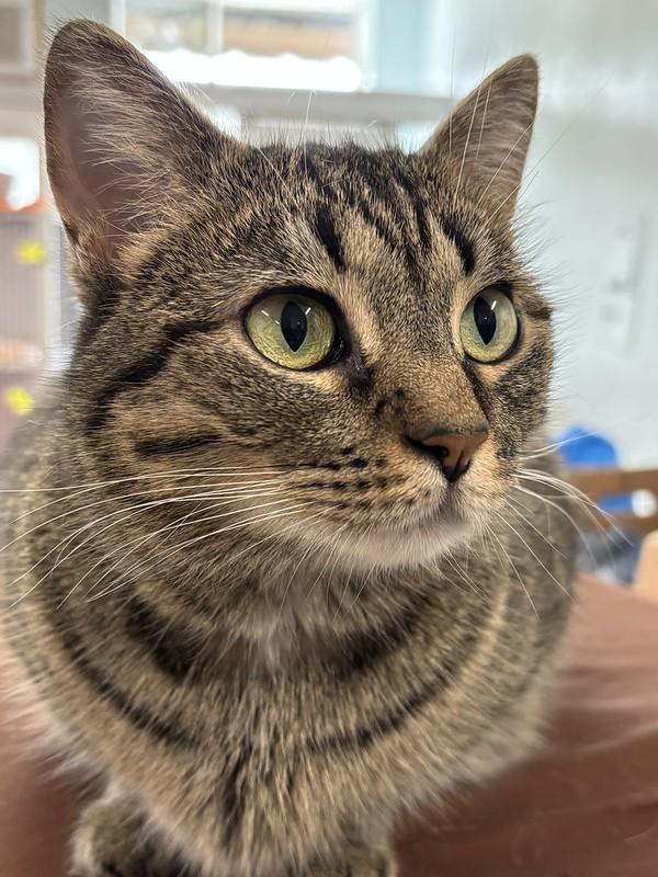 Enlarge Spaghetti, an adoptable Domestic Short Hair in Chicago, IL image 1/5