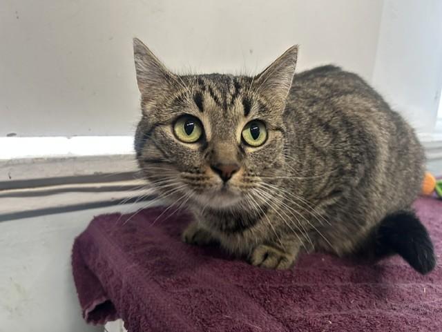 Enlarge Spaghetti, an adoptable Domestic Short Hair in Chicago, IL image 5/5