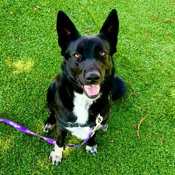 Foxy, Adoptable, Young Female Shepherd.