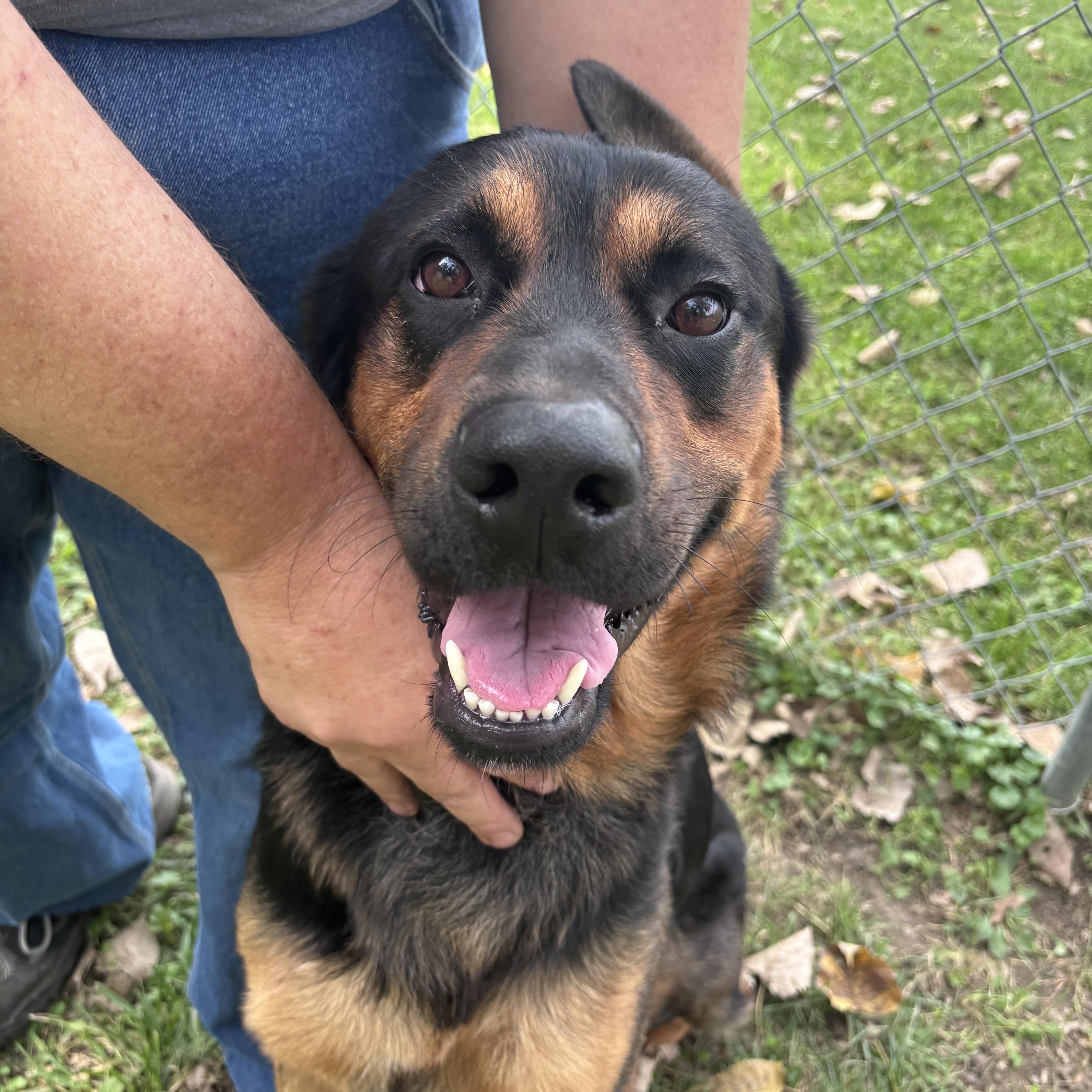 Rocco, Adoptable, Adult Male Rottweiler & German Shepherd Dog.