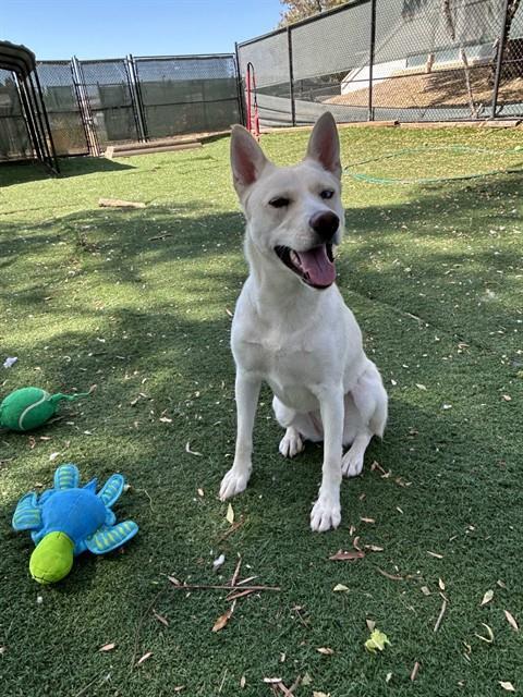 SUGAR, Adoptable, Young Female Husky & Mixed Breed.