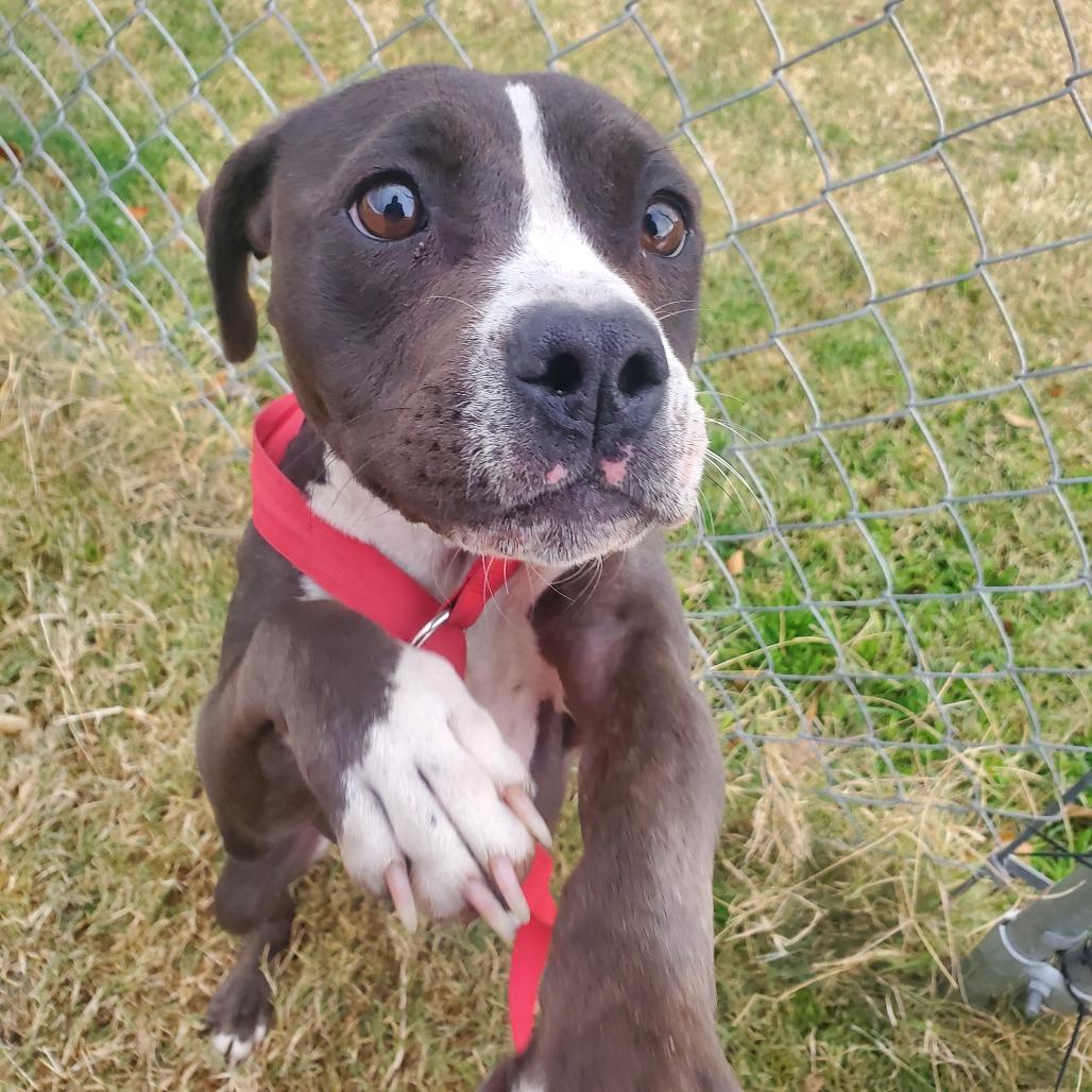 Lava Girl, Adoptable, Adult Female Pit Bull Terrier & Mixed Breed.