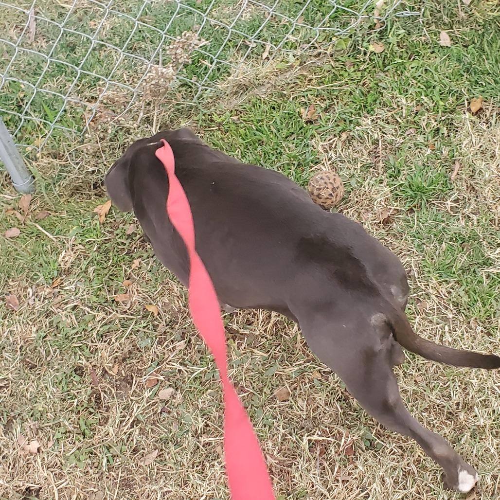 Enlarge Lava Girl, a Adoptable mixed breed in Boone, IA image 2/6