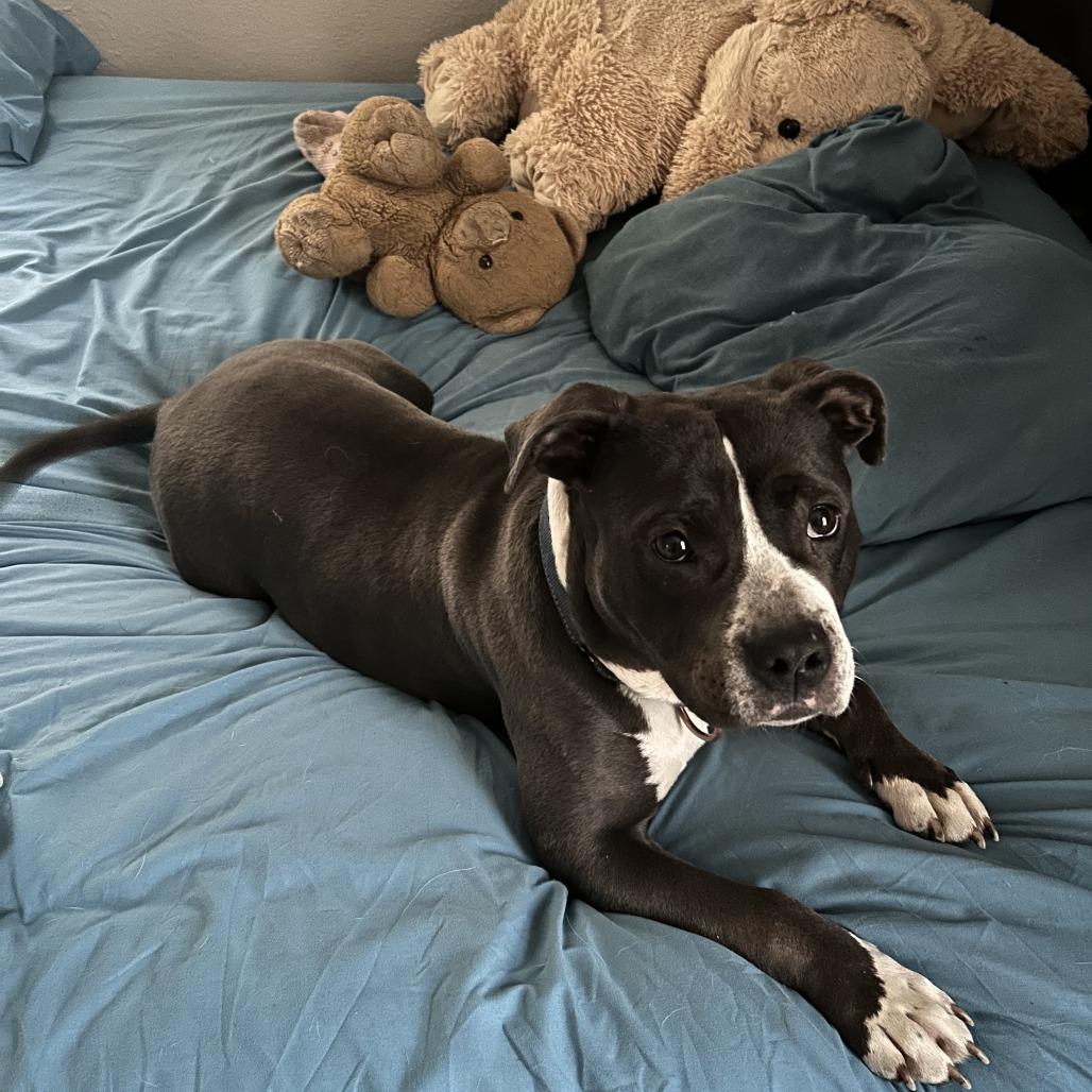 Enlarge Lava Girl, a Adoptable mixed breed in Boone, IA image 3/6