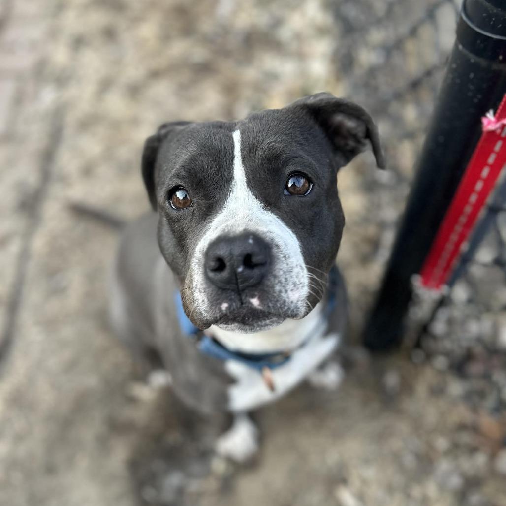 Enlarge Lava Girl, a Adoptable mixed breed in Boone, IA image 4/6