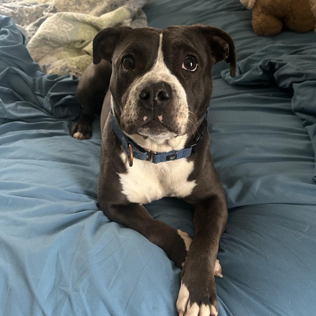 Enlarge Lava Girl, a Adoptable mixed breed in Boone, IA image 5/6