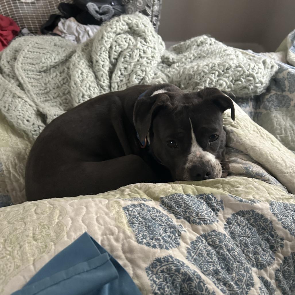 Enlarge Lava Girl, a Adoptable mixed breed in Boone, IA image 6/6