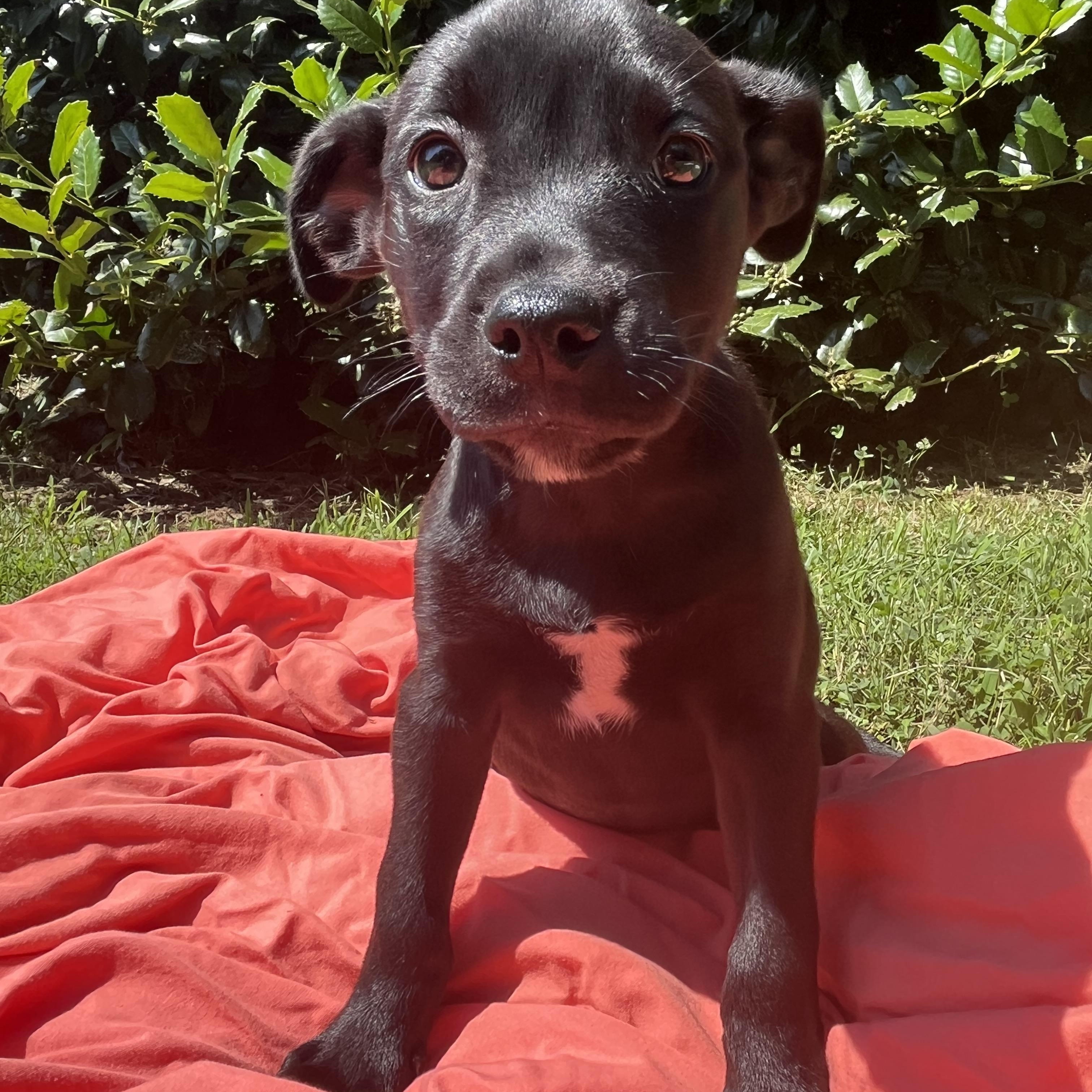 Hello I am Baila I am a 10 week old boxer mix female I came in with a litter of