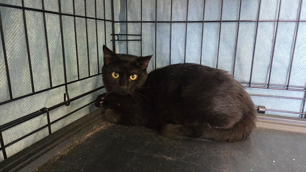 Ratatouille, Adoptable, Kitten Male Domestic Short Hair.