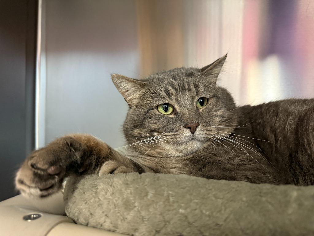 Gordo, Adoptable, Adult Male Domestic Short Hair.