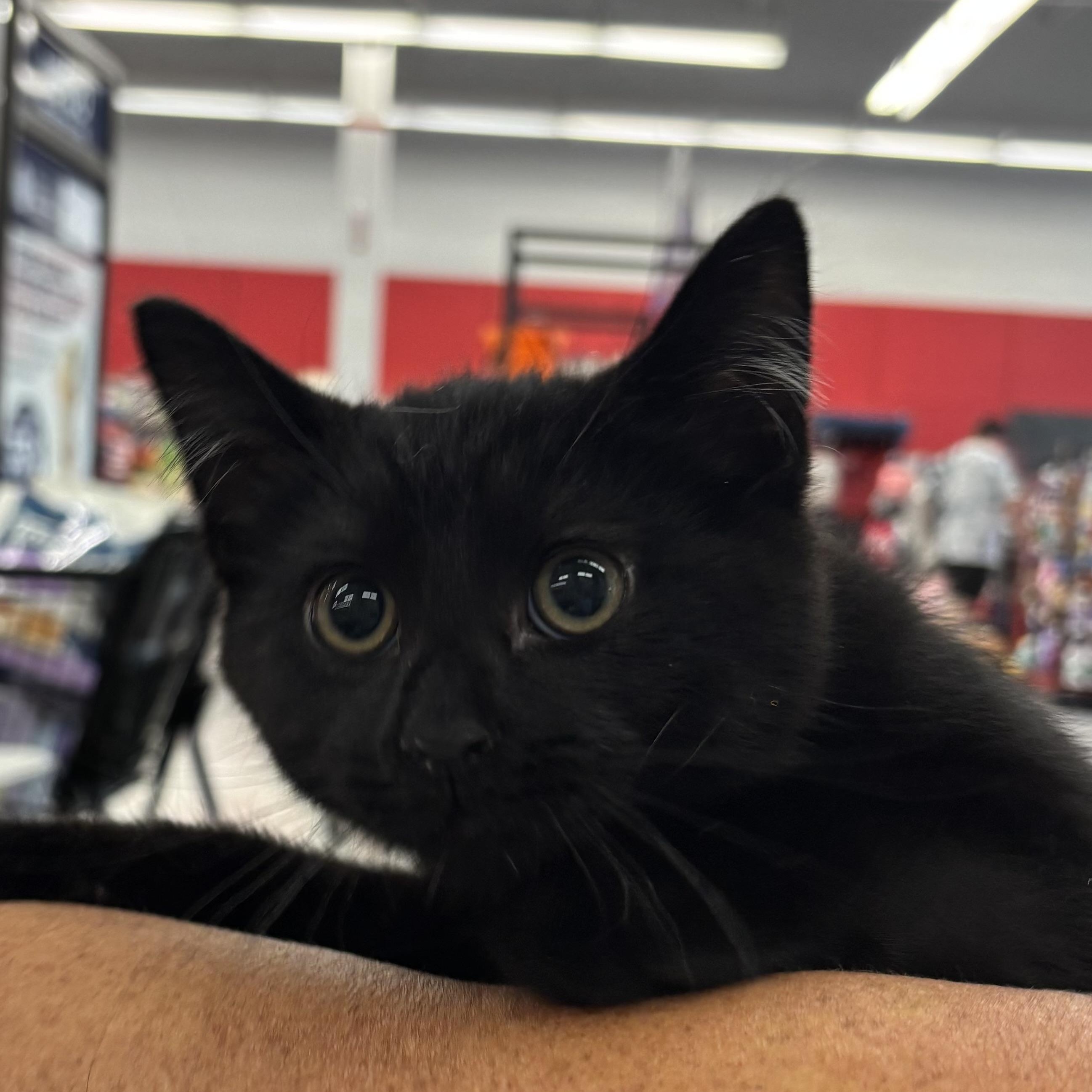 STEPHEN, a Adoptable Domestic Short Hair in Schnecksville, PA image 3/5