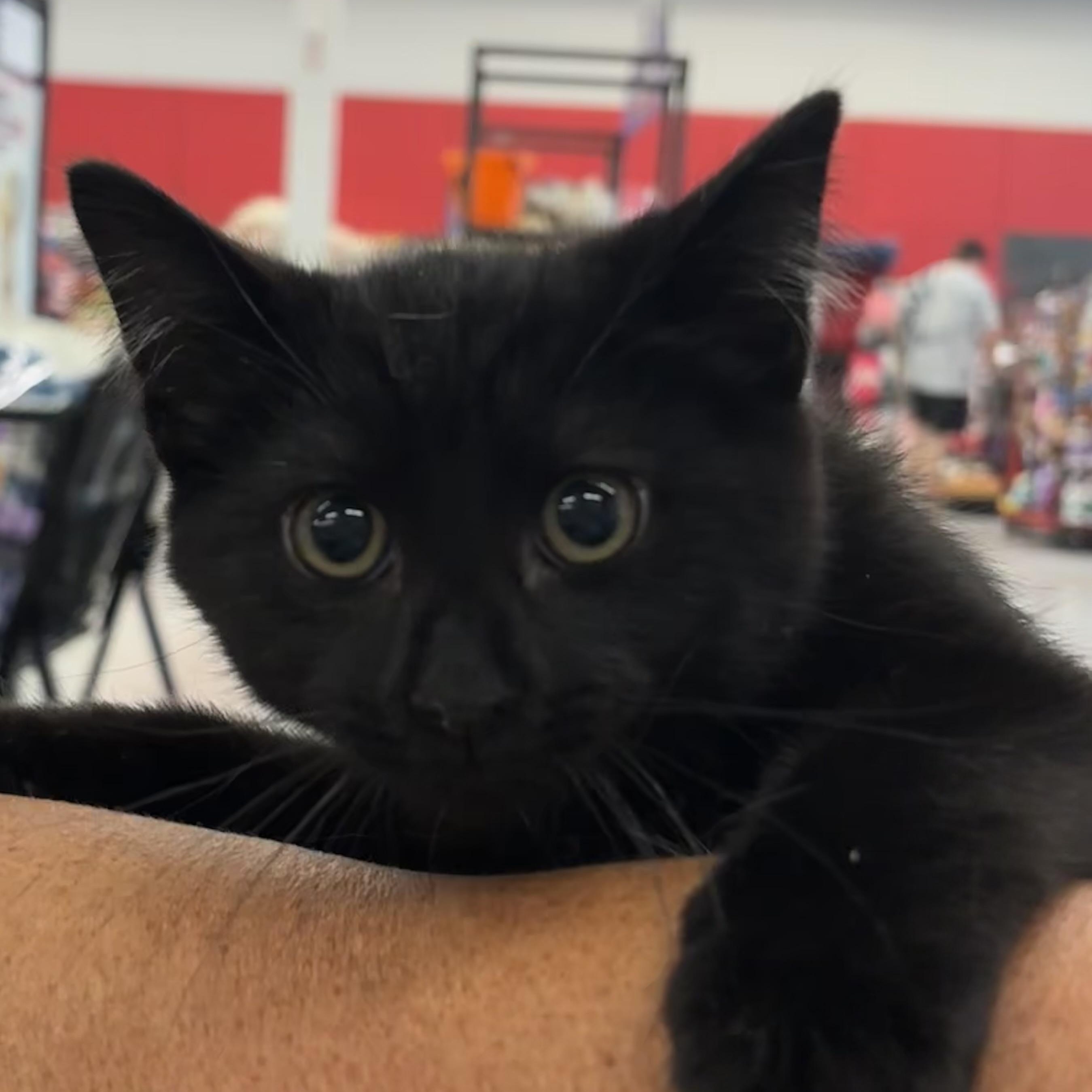 STEPHEN, a Adoptable Domestic Short Hair in Schnecksville, PA image 2/5